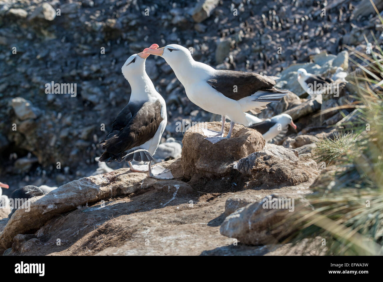 Schwarze Augenbrauen Albatros paar Bonding, New Island, Falkland Stockfoto