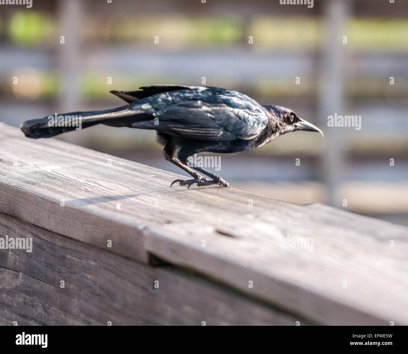 Delray Beach, Florida, USA. 31. Januar 2015. Eine männliche Boot-angebundene Grackle (Quiscalus großen) mit seinen schillernden schwarzen Gefieder, hocken auf einem Geländer in der 50 Hektar großen (2343 m) Wakodahatchee Feuchtgebiete in Delray Beach, Florida, die Möglichkeiten um Vögel in natürlichen Lebensräumen zu beobachten. © Arnold Drapkin/ZUMA Draht/Alamy Live-Nachrichten Stockfoto