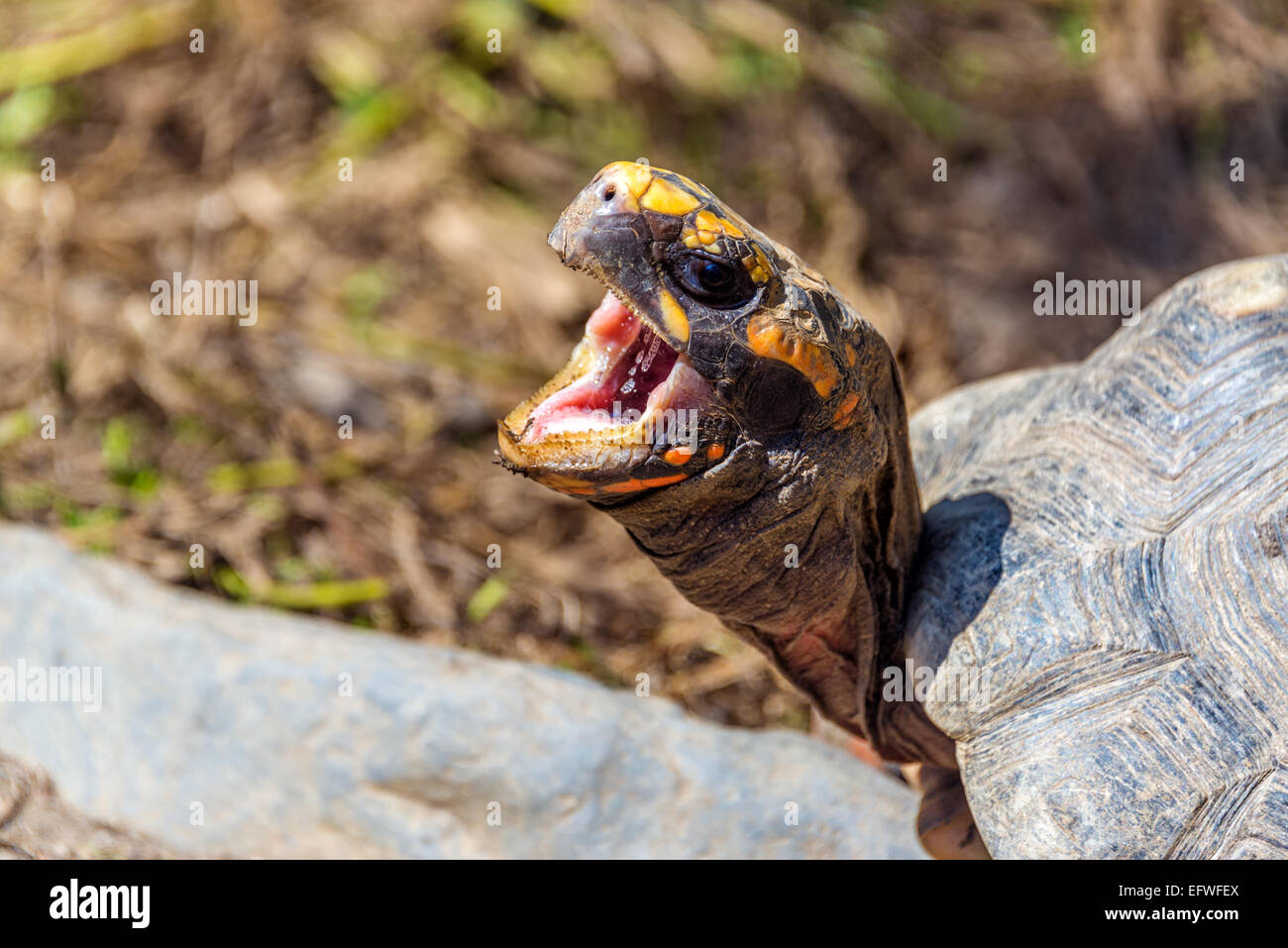 Closeup anzeigen eine Schildkröte mit seinen geöffneten Mund in den Dschungel in der Nähe von Coroico, Bolivien Stockfoto