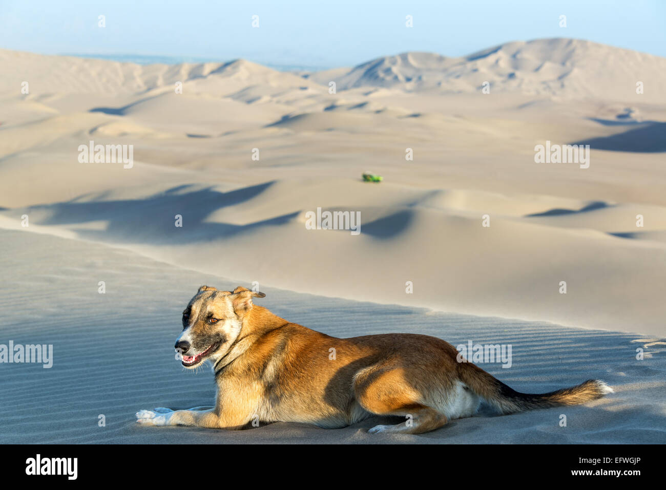Hund auf einer Sanddüne in der Nähe von Huacachina, Peru mit einem Dünen-Buggy im Hintergrund Stockfoto