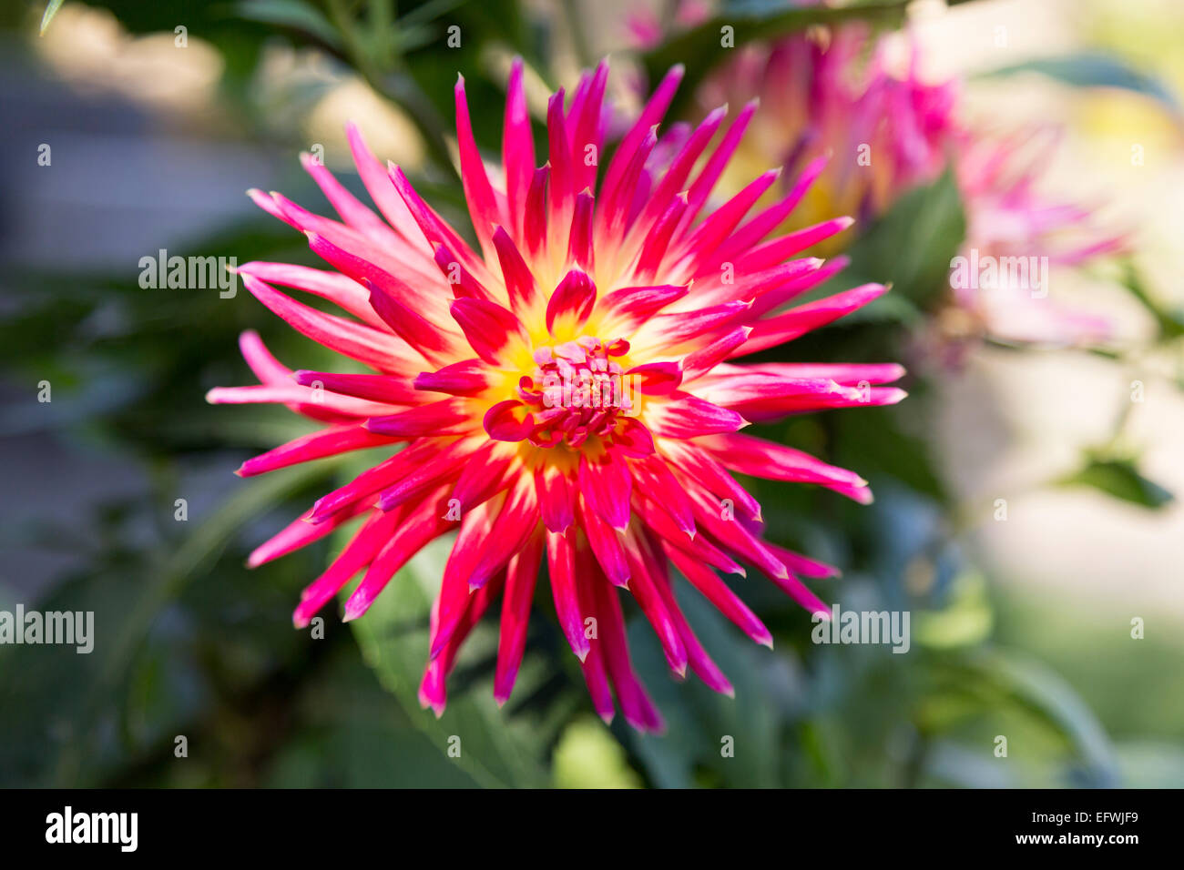 Leuchtend rosa, rot und gelb Kaktus Dahlien in einem englischen Garten, Herbstzeit. Diese Pflanze blüht seit vielen Jahren und erreicht eine Höhe von über 1 Metern Stockfoto