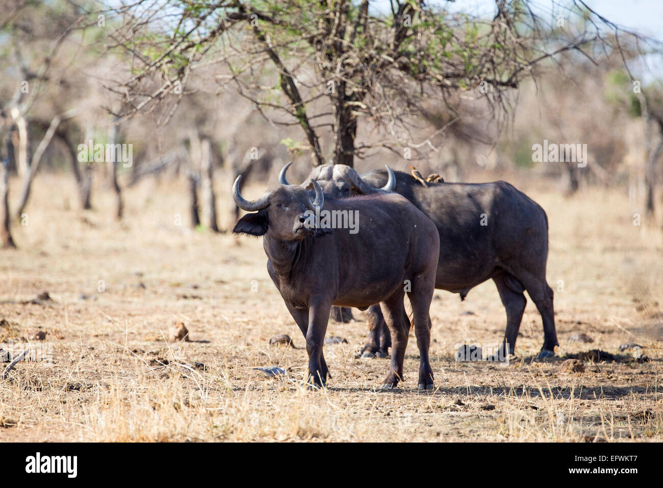 Zwei große Büffel in Afrika Stockfoto