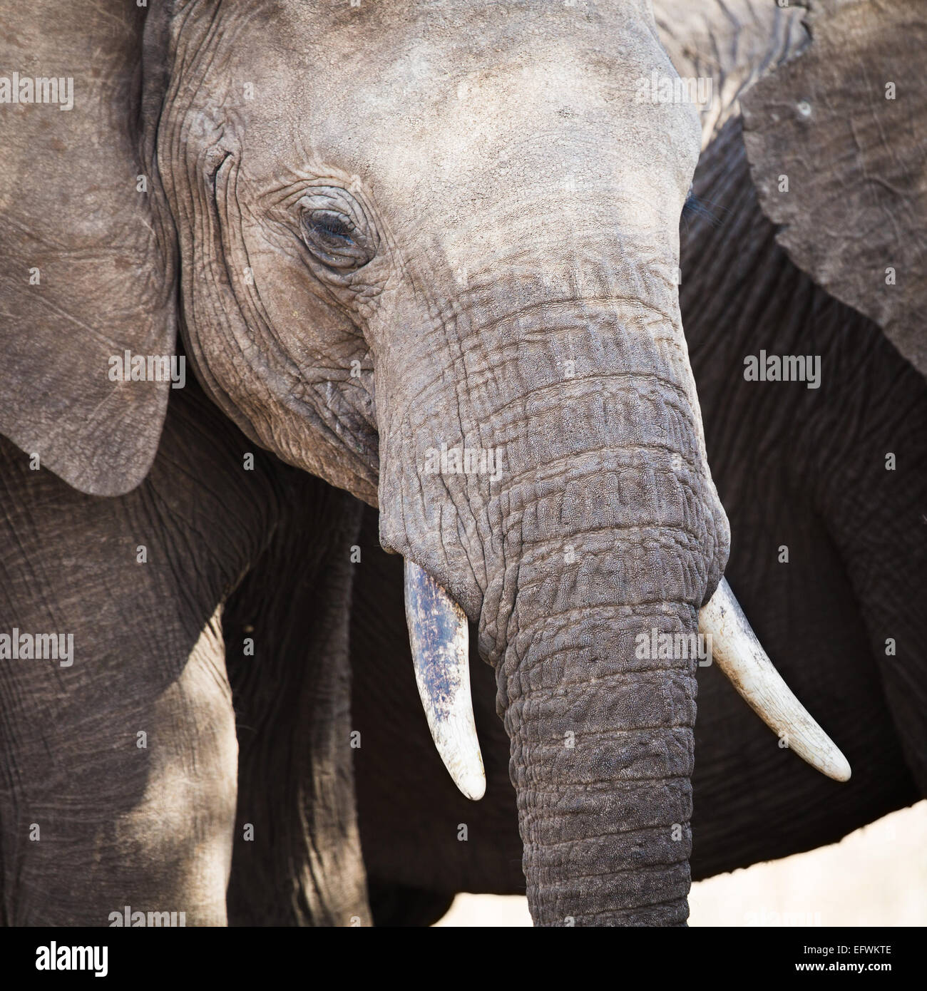 Nahaufnahme eines großen afrikanischen Elefanten in Tansania Stockfoto