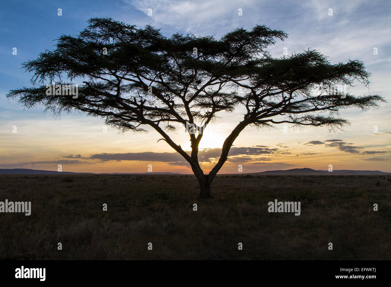 Afrikanischen Baum im Sonnenuntergang Stockfoto