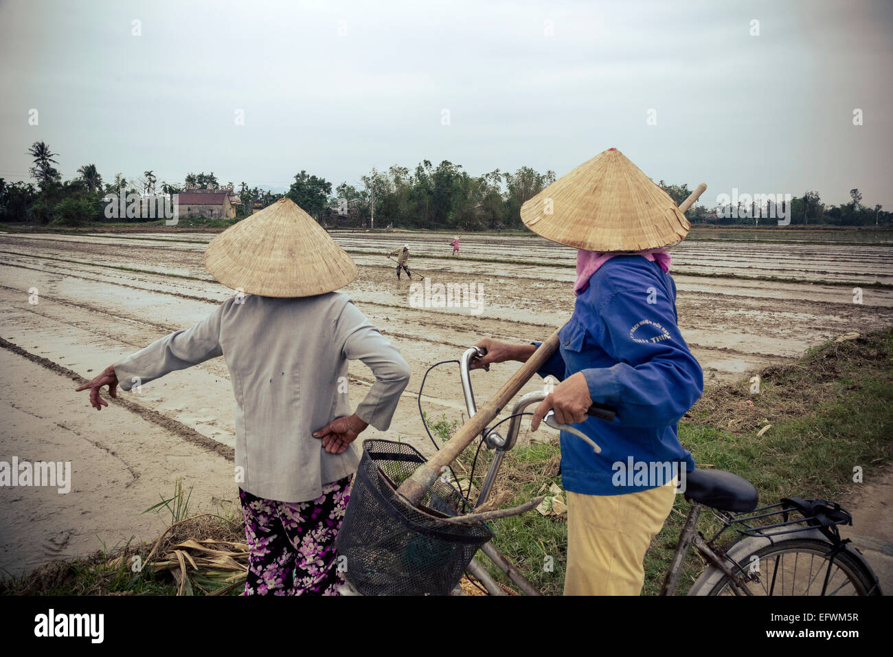 Arbeitnehmer durch die Reisfelder, Hoi an, Vietnam. Stockfoto