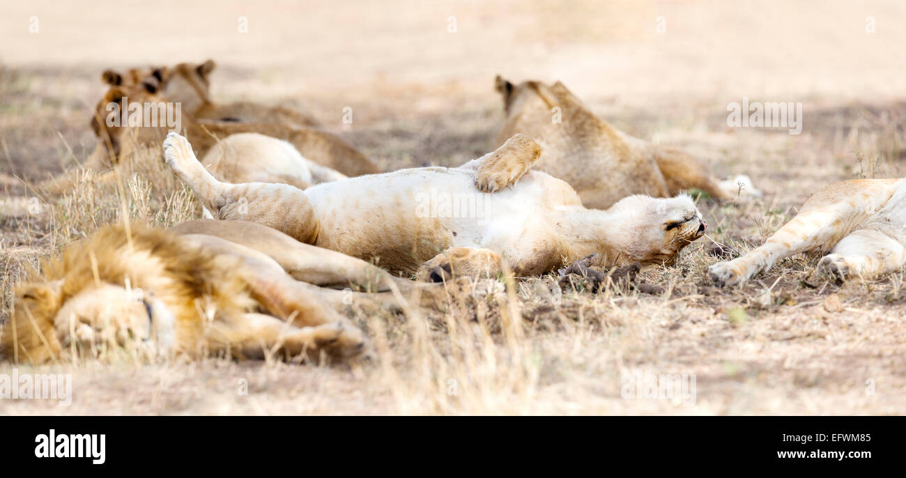 Schlafende Löwen in großen Stolz in der Savanne Stockfoto