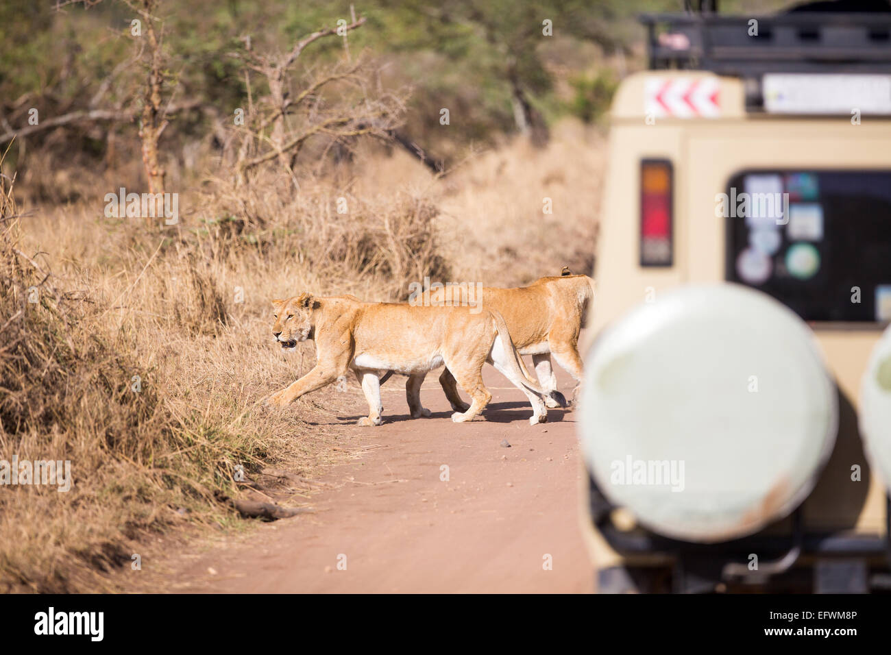 Wildlife Safari Touristen auf Pirschfahrt Stockfoto