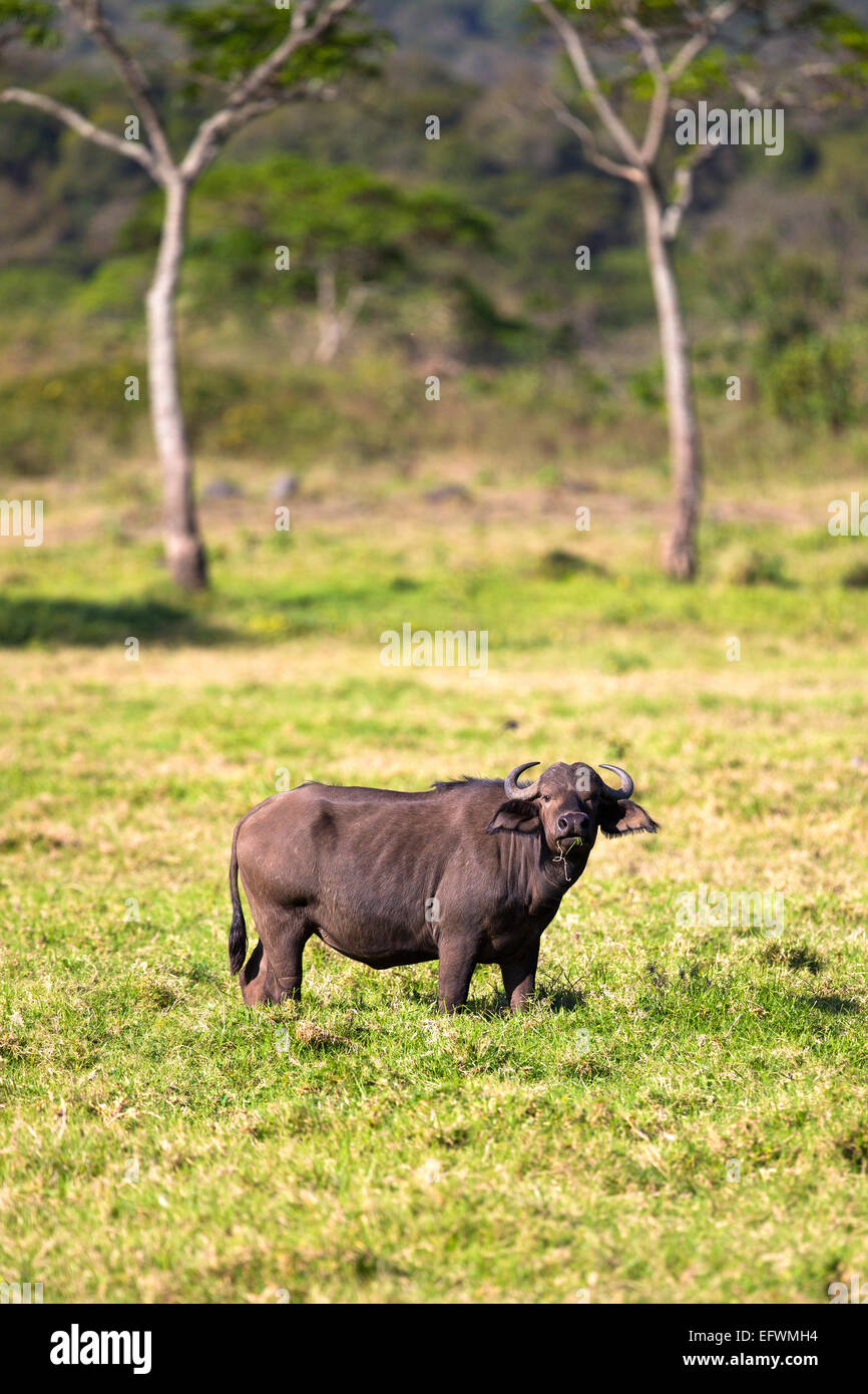 Büffel frisst Grass im idyllischen Afrika Stockfoto