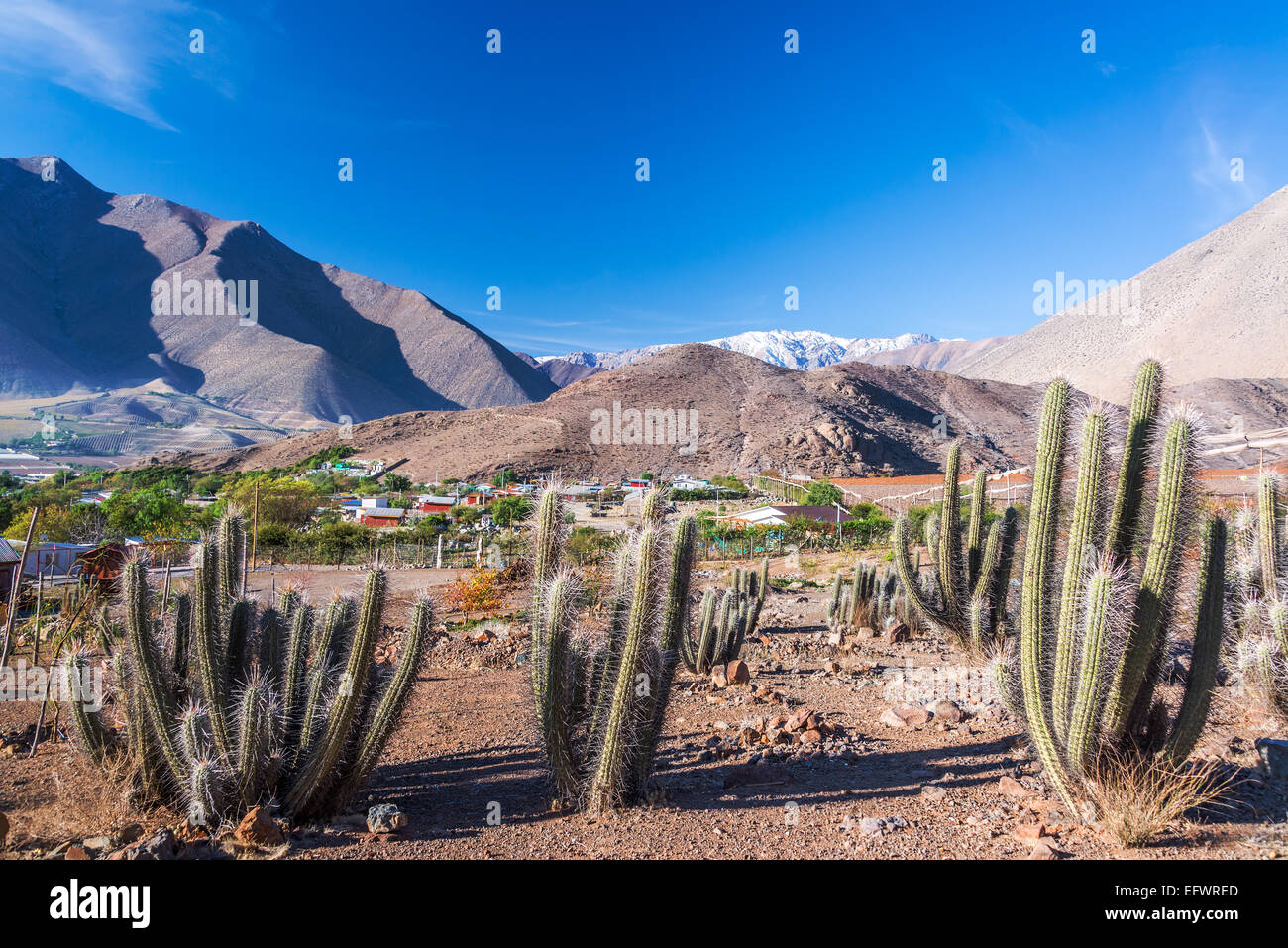 Ansicht des Kaktus mit Anden im Hintergrund in das Elqui-Tal in Chile Stockfoto