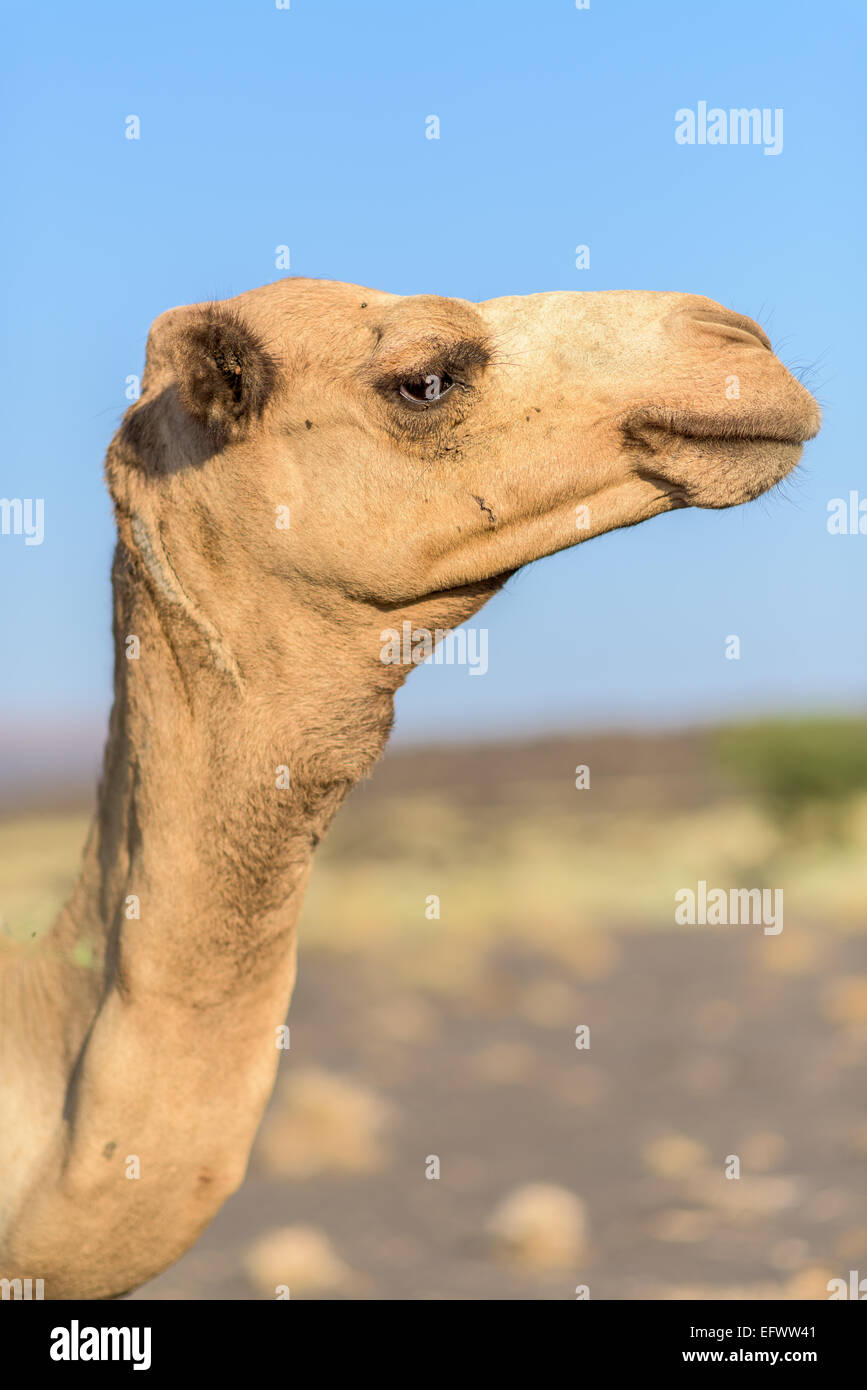 Kamel in der Wüste Danakil-Senke Stockfoto