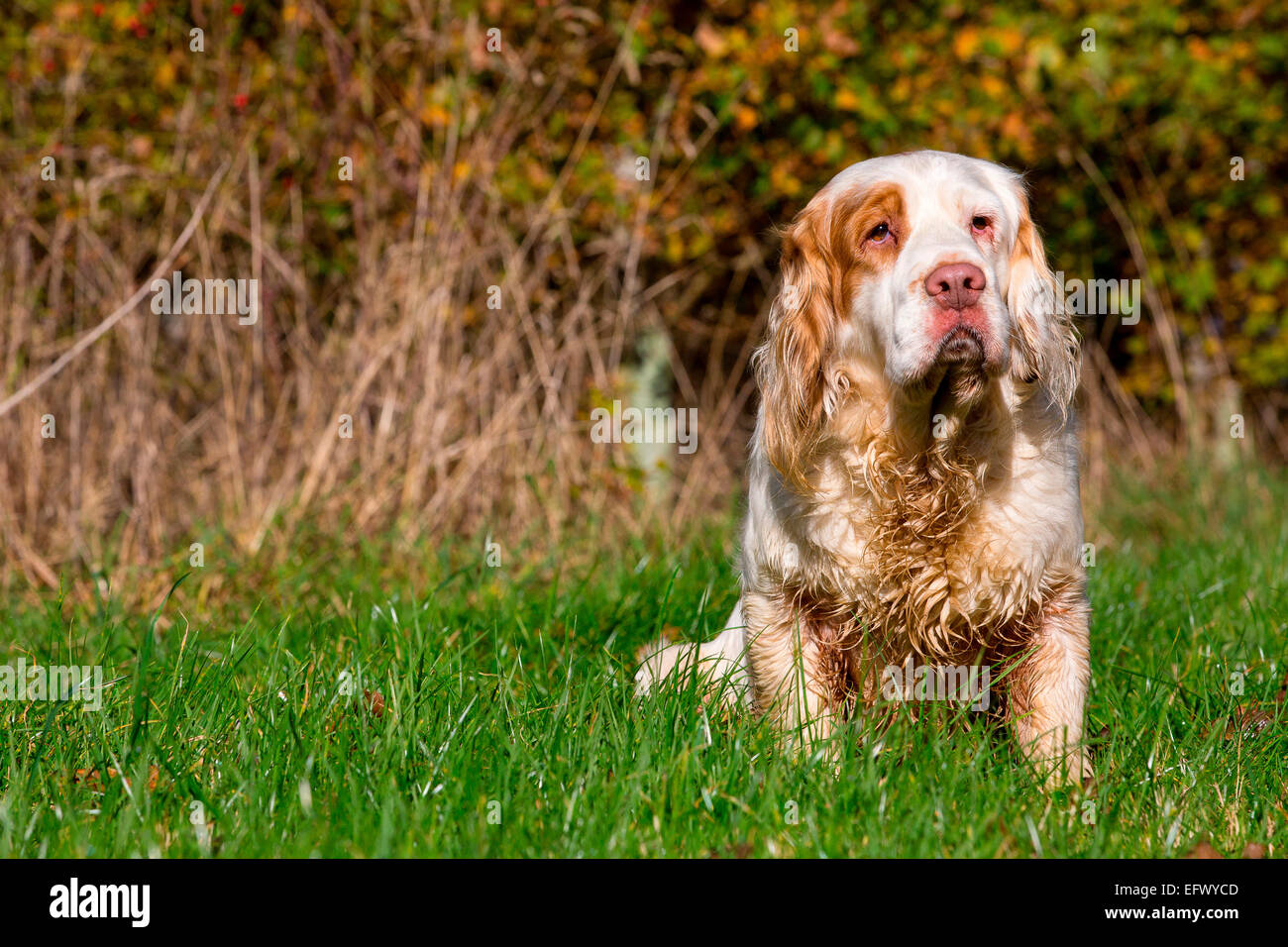 Portrait von clumber Spaniel sitzend in Sonnenbeschienenen Feld Stockfoto