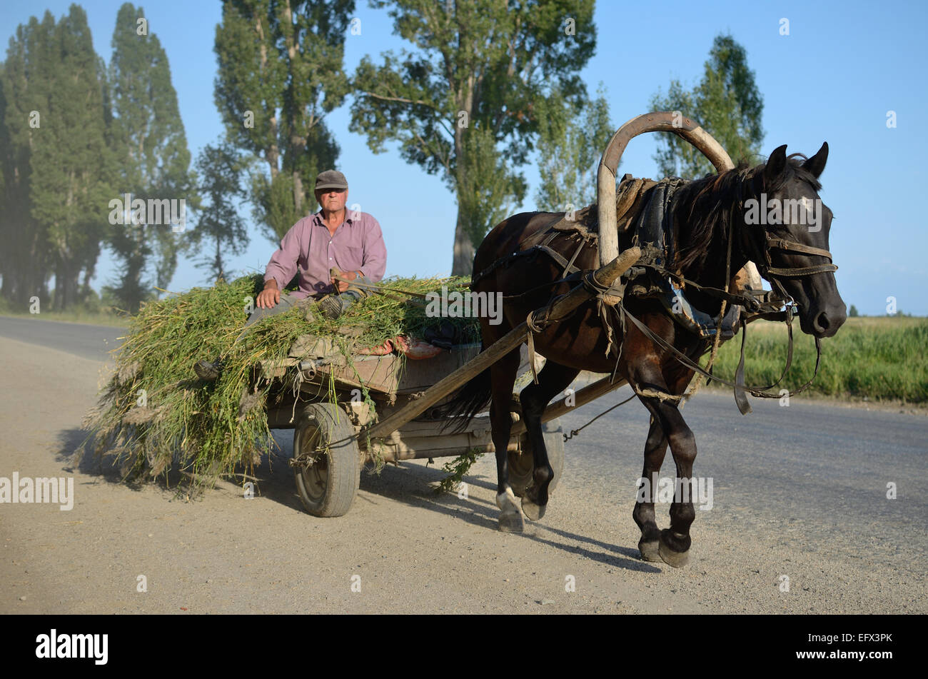 Kirgisistan-Bauern fahren ein Pferdewagen mit Heu. Stockfoto