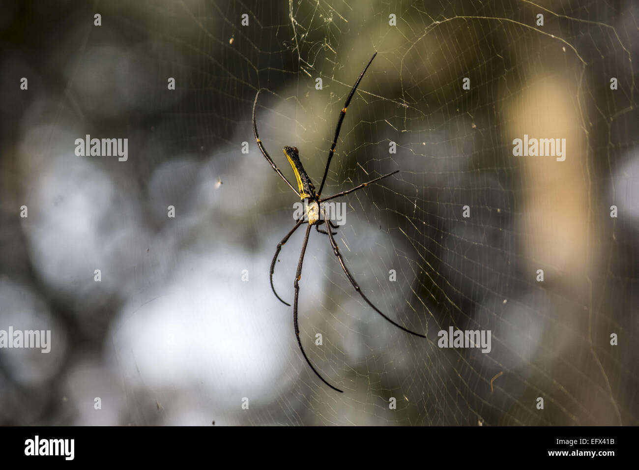 Jorhat, Assam, Indien. 11. Februar 2015. Eine weibliche Holz Riesenspinne im Gibbon Wildlife Sanctuary in Jorhat Bezirk der nordöstlichen Bundesstaat Assam auf 11. Februar 2015 gesehen. Eine weibliche Holz Riesenspinne wissenschaftlich bekannt als Nephila Pilipes ist eine Art von golden Orb-Web-Spider. Es wird allgemein in primären und sekundären Wäldern und Gärten gefunden. Weibchen sind groß und wachsen zu einer Körpergröße von 30 bis 50 mm (Gesamtgröße bis zu 20 cm), mit Männchen wächst um 5 bis 6 mm. Es ist eines der größten Spinnen der Welt. © Luit Chaliha/ZUMA Wire/ZUMAPRESS.com/Alamy Live-Nachrichten Stockfoto