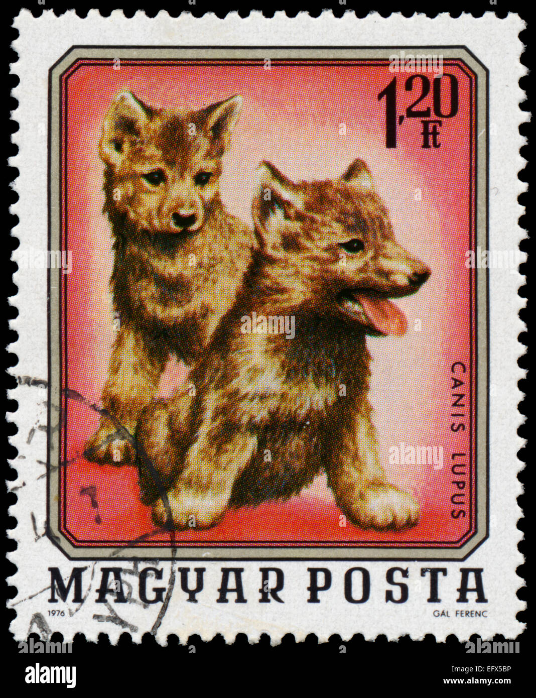 Ungarn - ca. 1976: Eine Briefmarke gedruckt in Ungarn zeigt zwei junge Wölfe (Canis Lupus), ca. 1976 Stockfoto