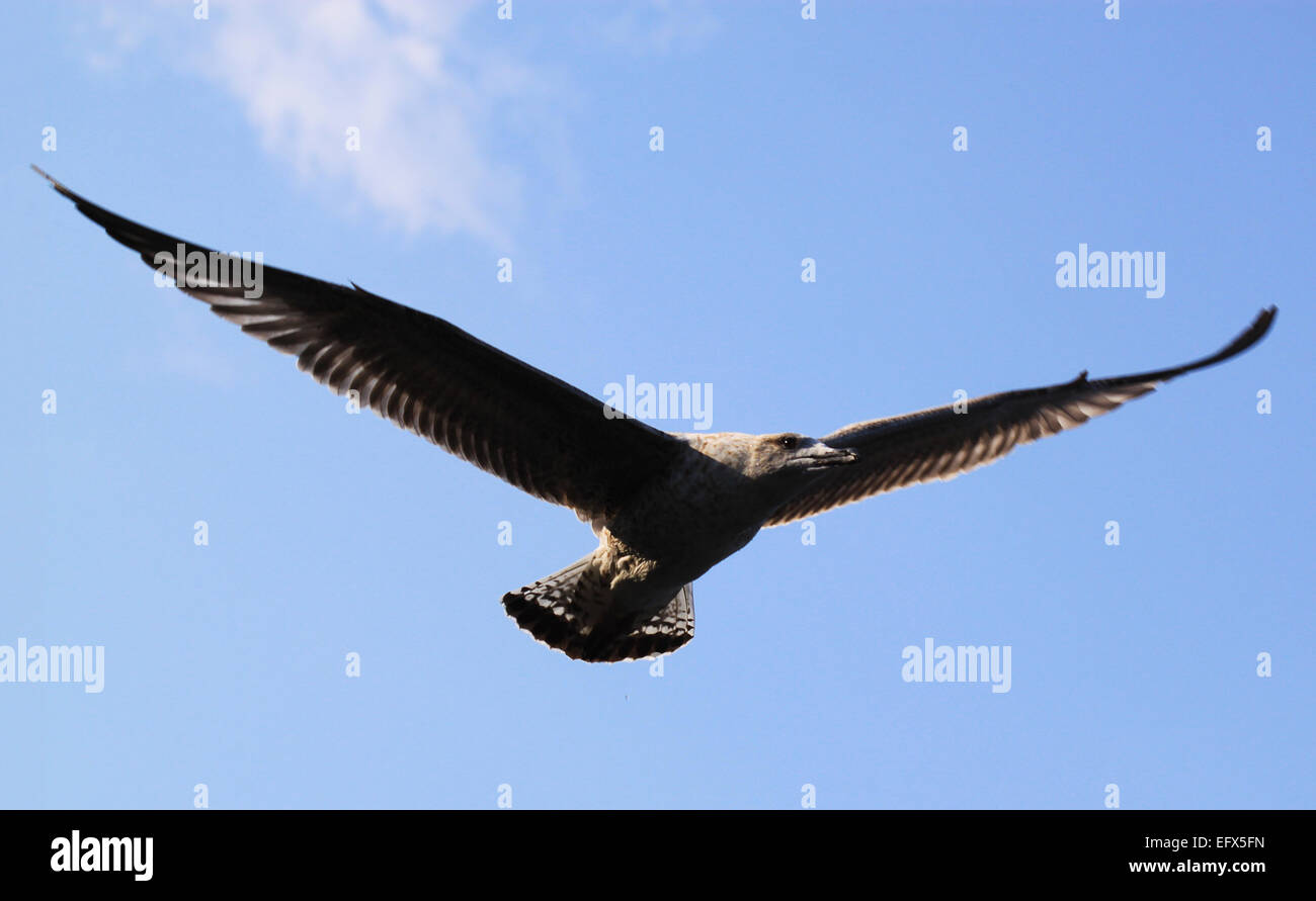 Ein marine Vogel (schwarz – Schwarzfuß Albatros) breitet seine Flügel. Stockfoto