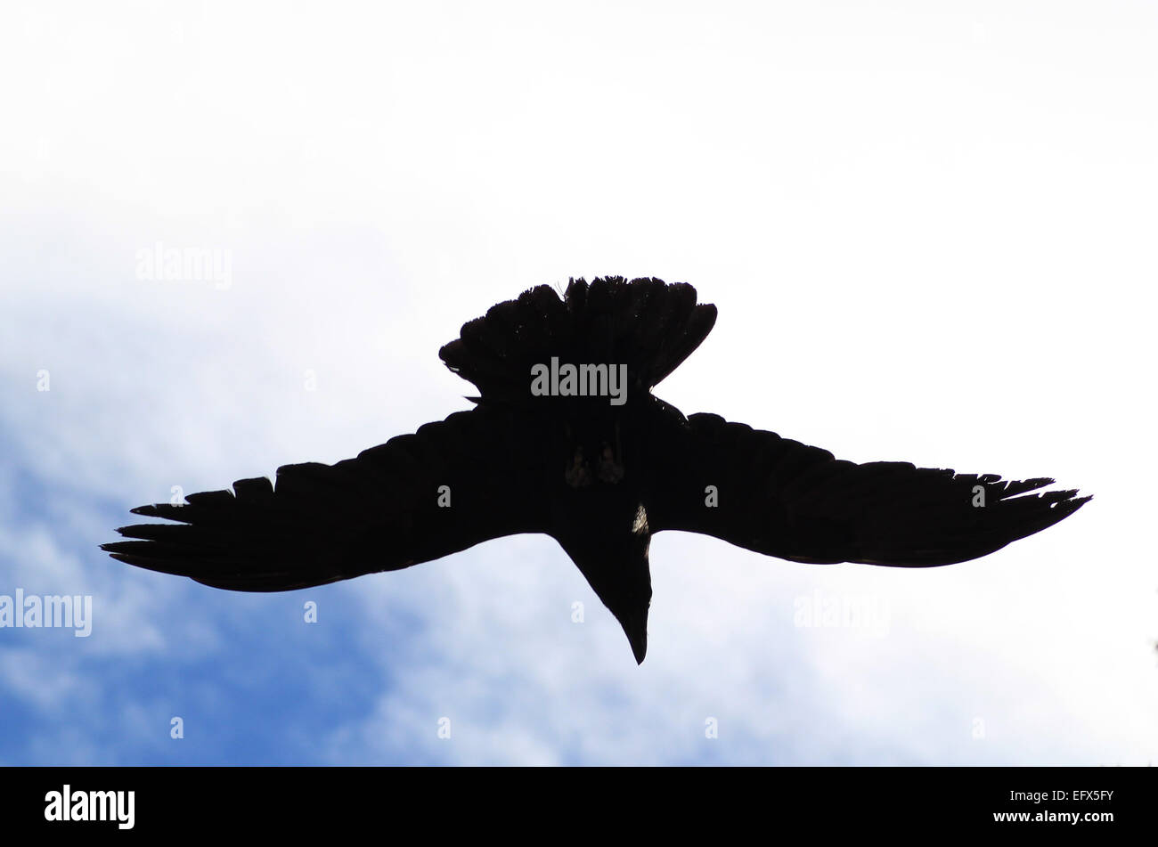 Eine Silhouette eines schwarzen Raben auf blauen Himmel mit weißen Wolken. Stockfoto