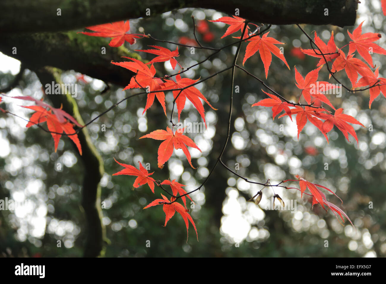 Letzten Sie paar verbleibende rote Ahornblätter auf Ast im Herbst Stockfoto