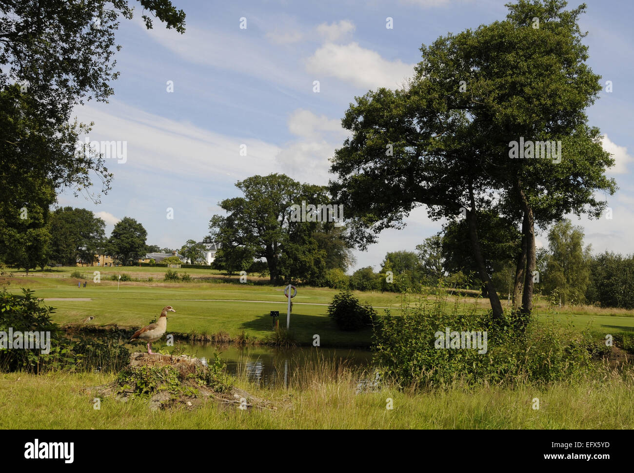 Blick auf den Teich und die Ente auf das 9. Loch mit Blick auf die 1. Grün Windlesham Golf Club Bagshot Surrey England Stockfoto