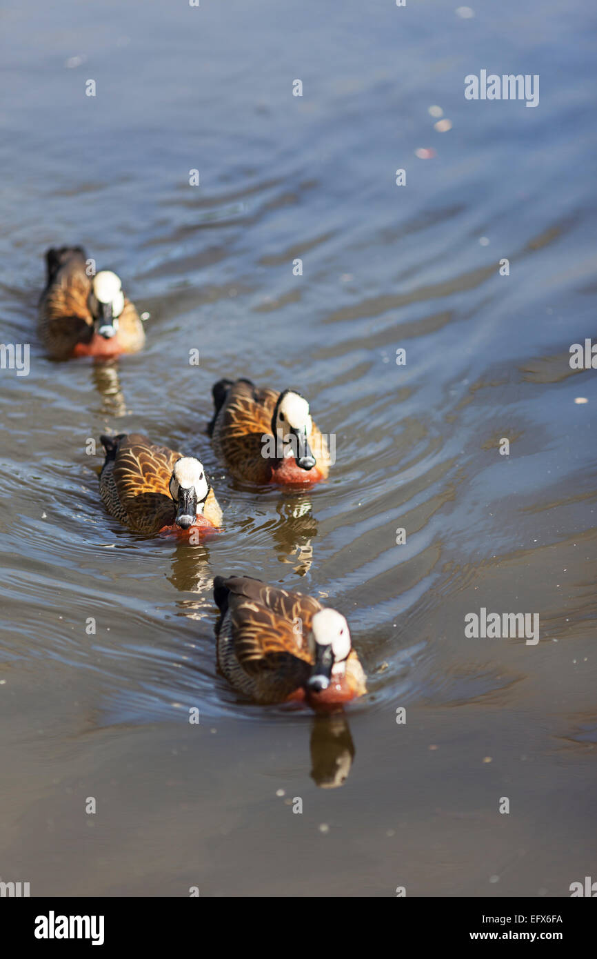 Tierwelt: White-faced pfeifenden Enten. (Dendrocygna Viduata). Stockfoto