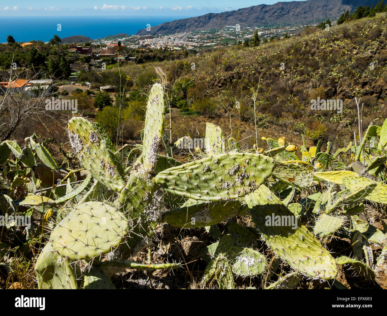 Kakteen wachsen über dem Aridane-Tal in El Paso auf der Kanareninsel La Palma. Stockfoto