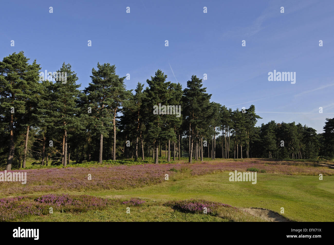Blick zurück vom 18. Grün über Bunker in Richtung der Abschlag auf der Red Course The Berkshire Golf Club Ascot Berkshire England Stockfoto