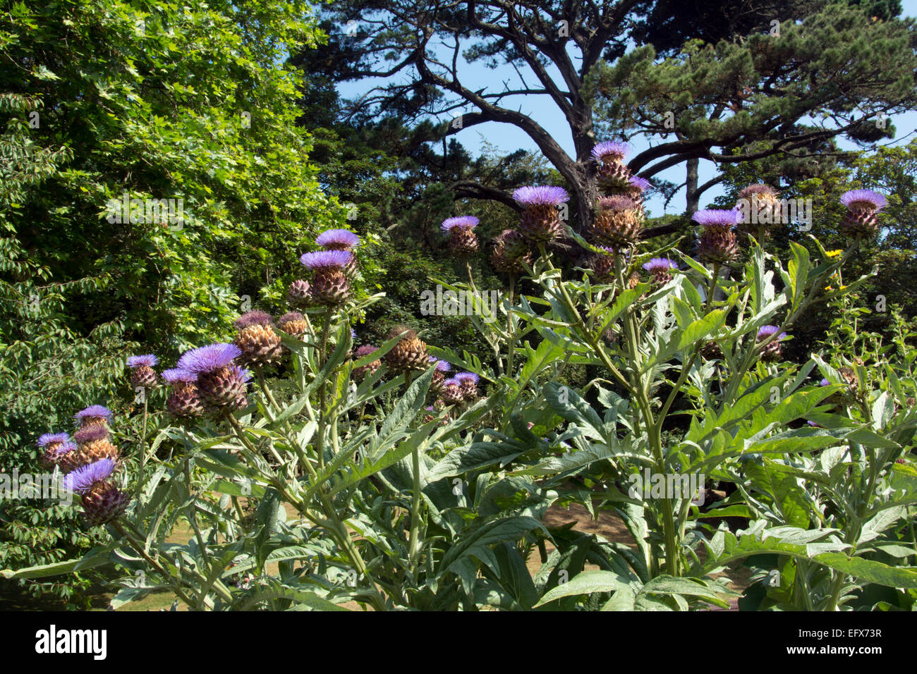 CORNWALL; NEWQUAY; TRENANCE GÄRTEN; DEKORATIVE DISTELN Stockfoto