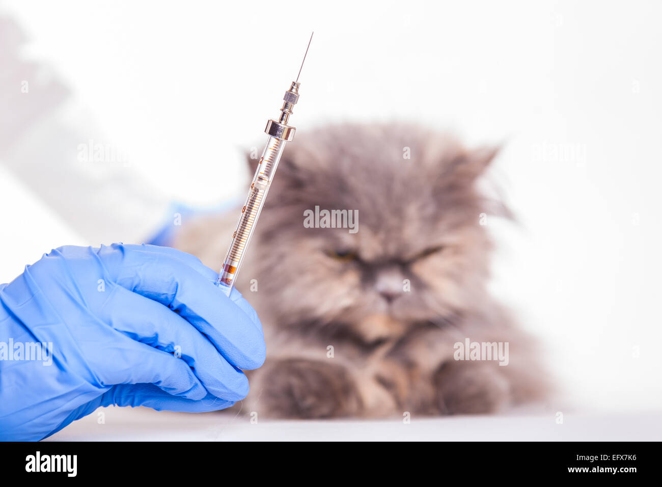 Katze Tierarzt Tierarzt Tierbetreuung Kätzchen Arzt Spezialist Medizin Klinik Injektion spritzen Impfstoff weißen Tiergesundheit Stockfoto