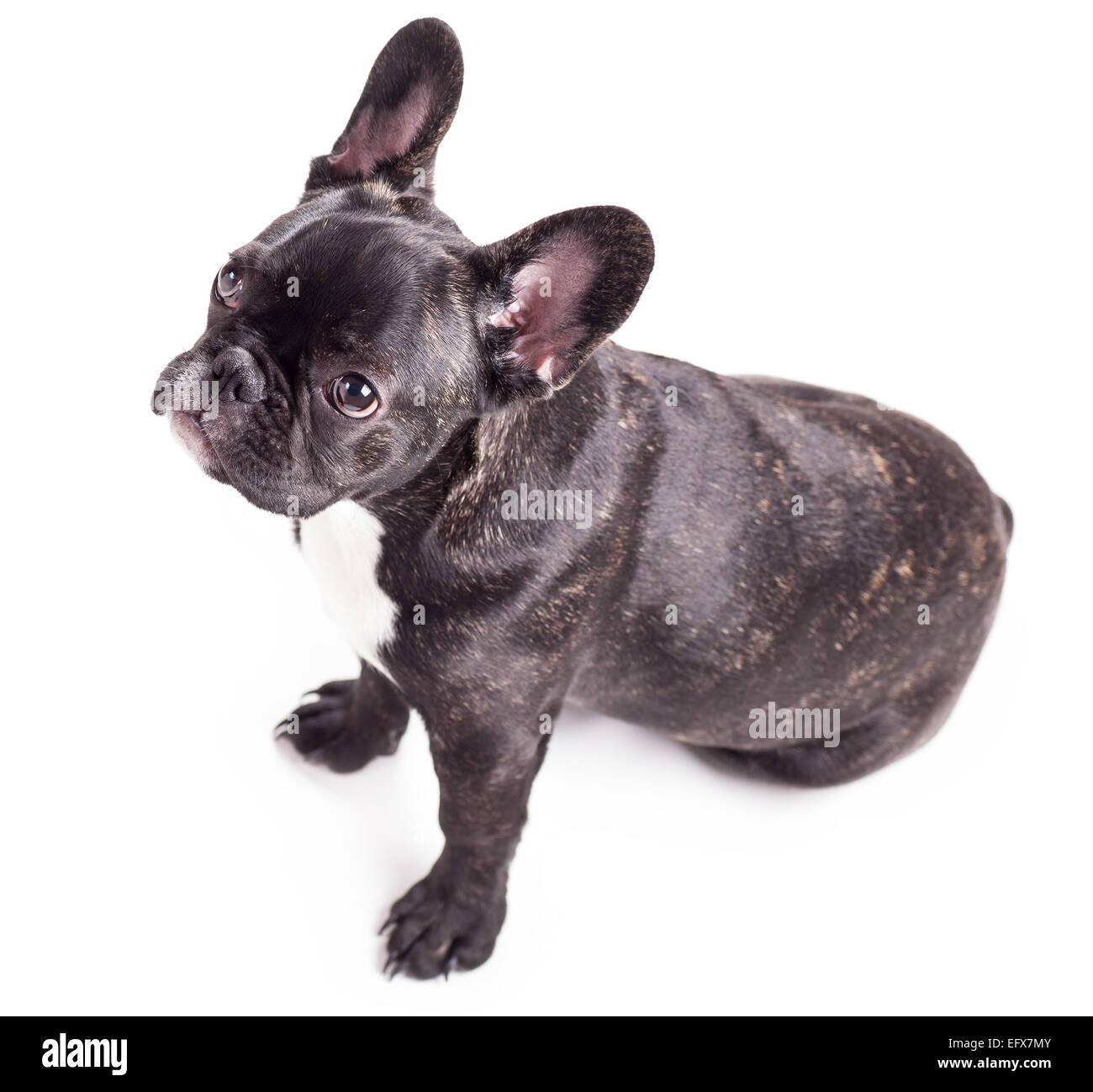 französische Bulldogge isoliert auf weißem Hintergrund Stockfoto