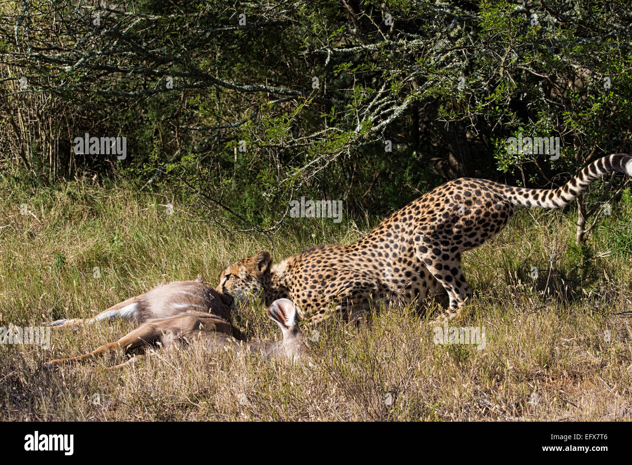 Gepard (Acinonyx Jubatus) ziehen ihre töten. Stockfoto