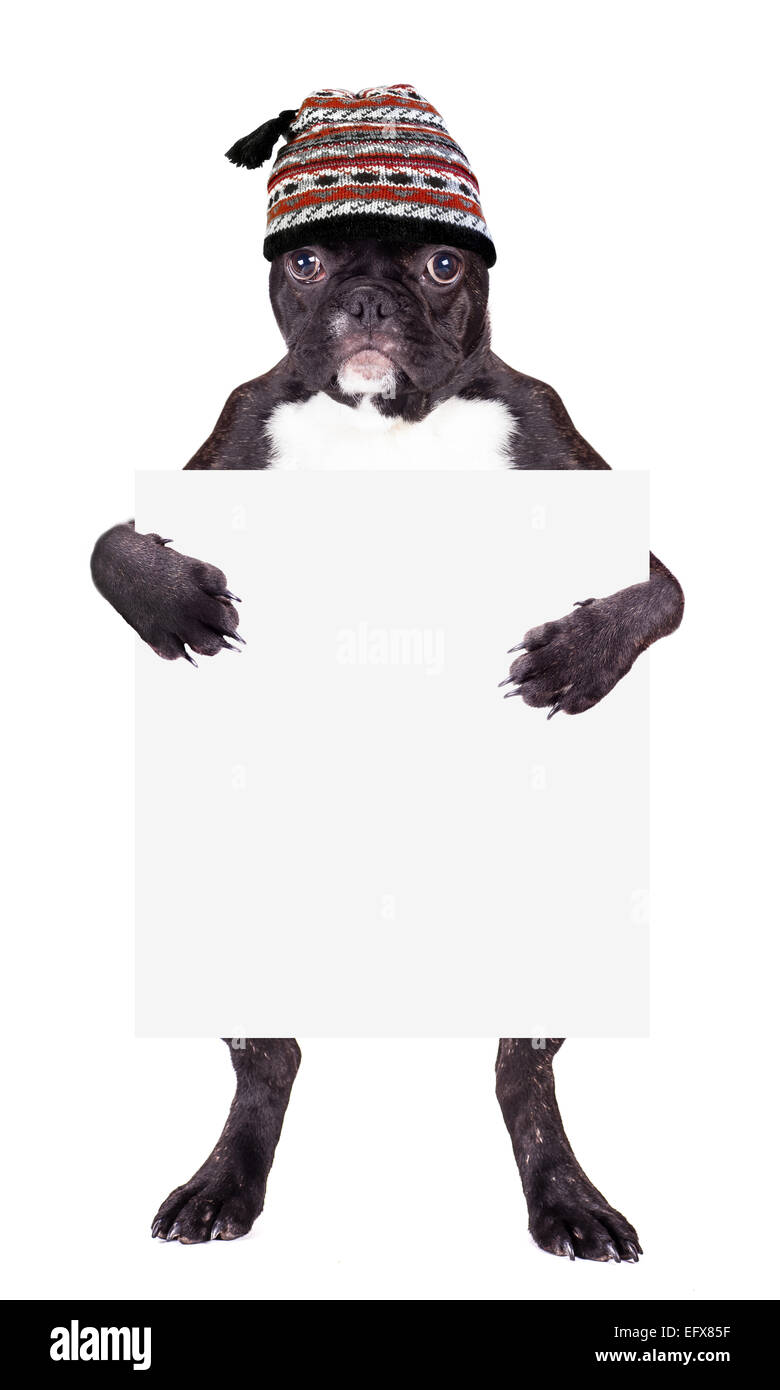 Französische Bulldogge in eine warme Mütze mit einem Leerzeichen in den Beinen Stockfoto