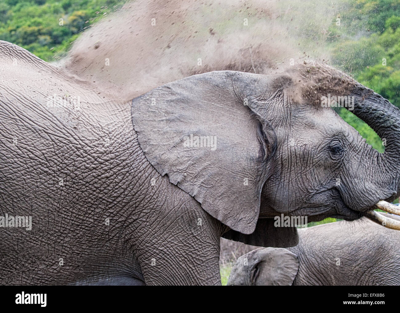 Elefant-Staub-Bad Stockfoto