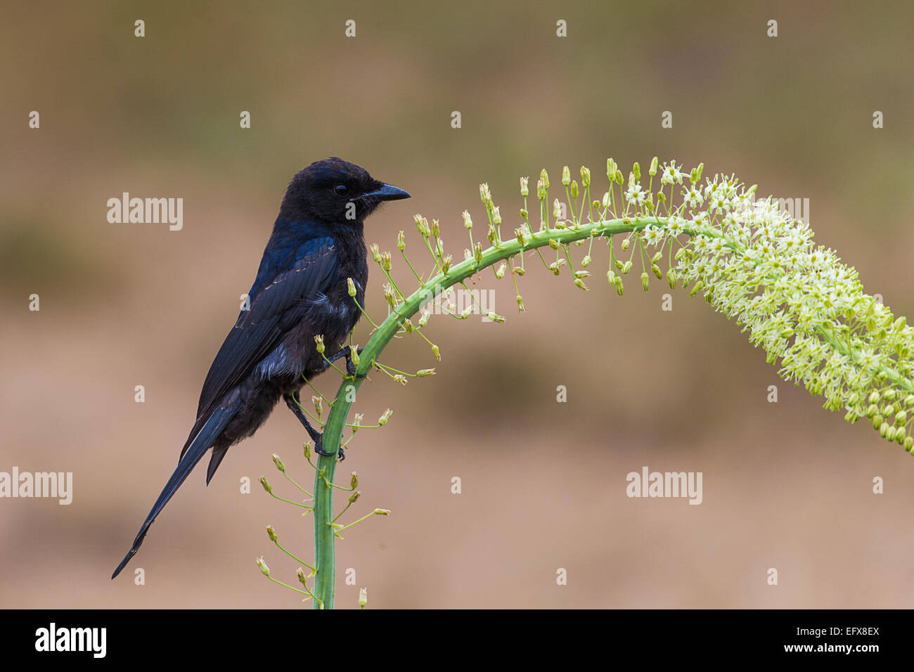 Gabel Tailed Drongo (Dicrurus Adsimilis) auf Drimia Maritima Pflanze Stockfoto