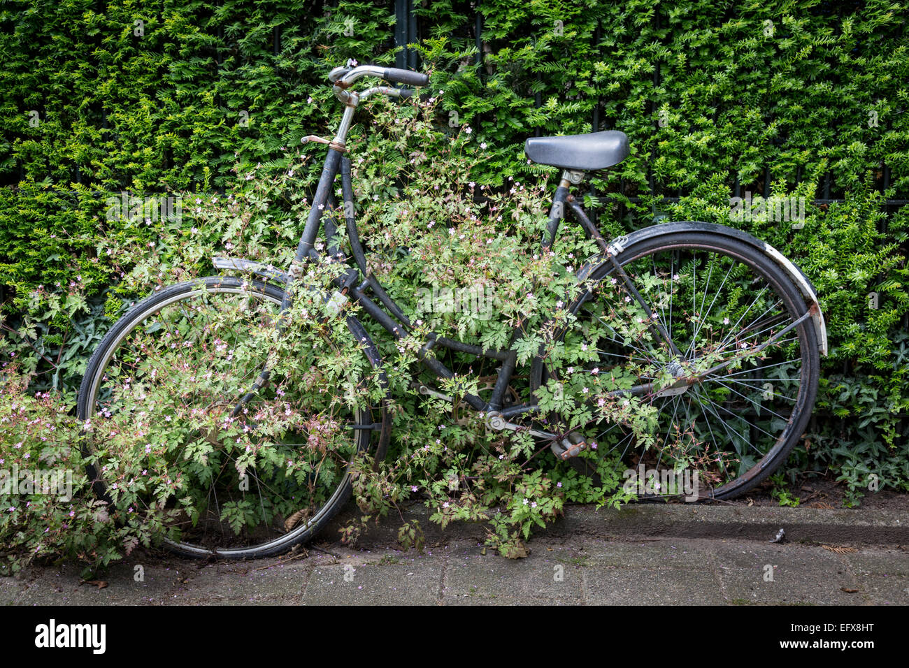 Reben wachsen in und um eine längst vergessene Fahrrad durch seinen Besitzer an einen Zaun gesperrt. Stockfoto