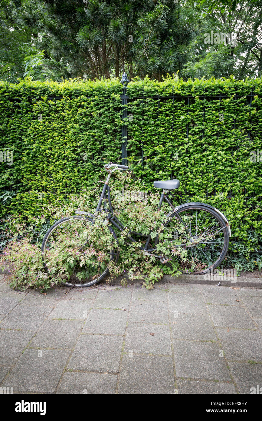 Reben wachsen in und um eine längst vergessene Fahrrad durch seinen Besitzer an einen Zaun gesperrt. Stockfoto