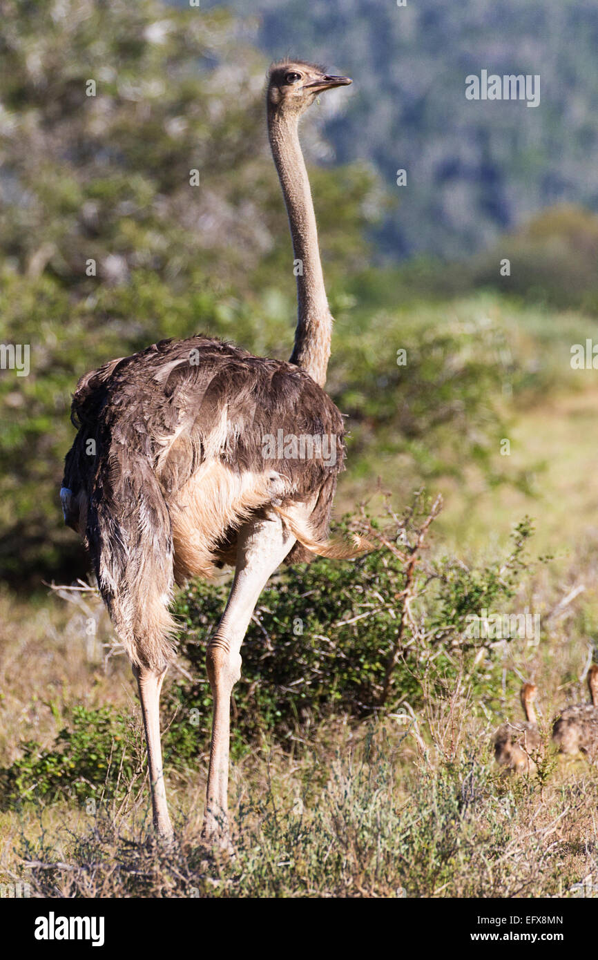 Der Strauß Stockfoto