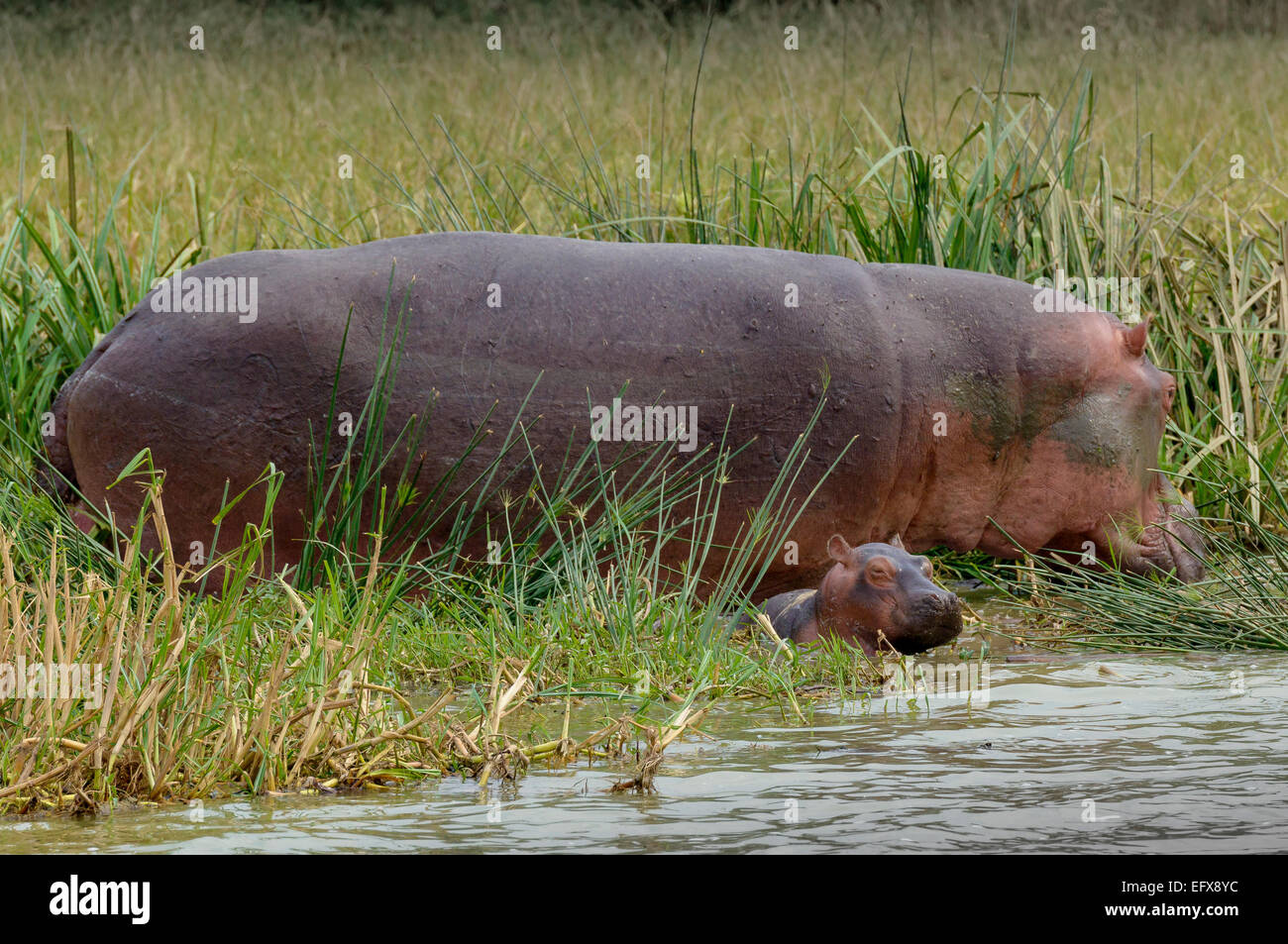 Hippoptamus Amphibius in freier Wildbahn - eine Mutter und Kind am Ufer des Lake Edward, QENP, Uganda. Uganda Wildlife Natur Stockfoto