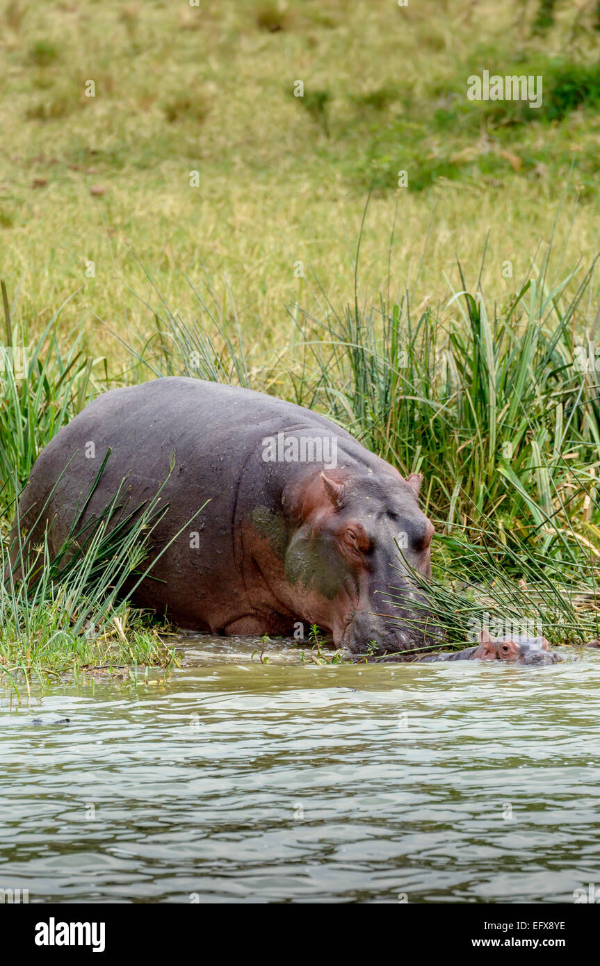 Hippoptamus Amphibius - eine Mutter und Kind am Ufer des Lake Edward, Uganda. Uganda Wildlife Tiere Natur Stockfoto