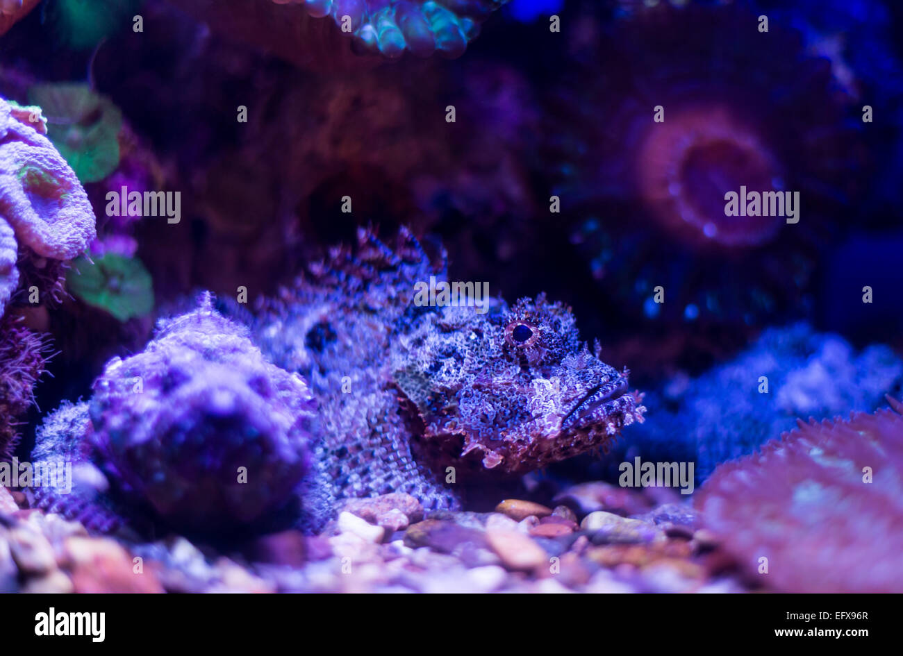 wilden Unterwasserwelt des Roten Meeres Stockfoto