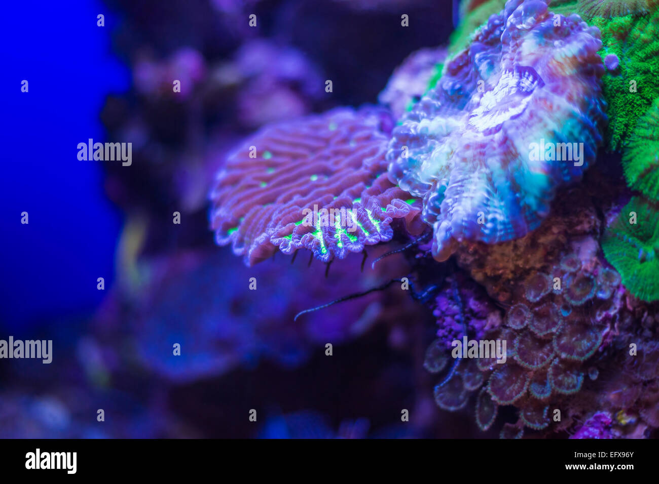 Korallen Unterwasserwelt des Roten Meeres Stockfoto