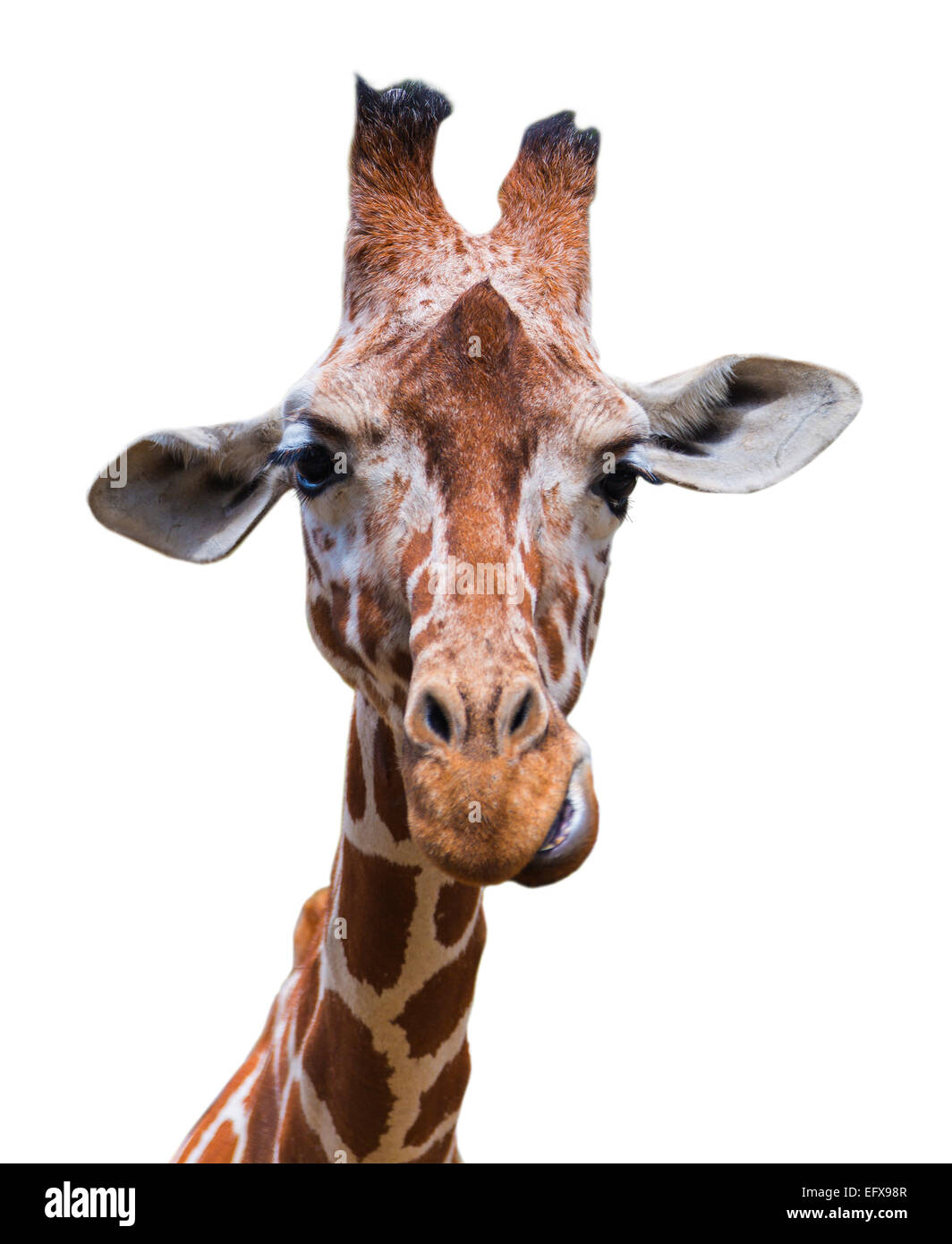 Porträt einer Giraffe weißen Hintergrund isoliert Stockfoto