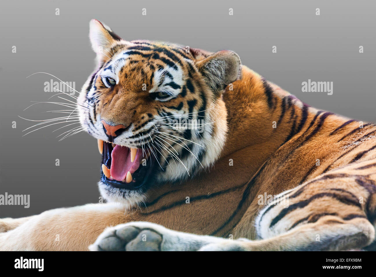Böse knurrende Tiger auf einem grauen Hintergrund Stockfotografie - Alamy