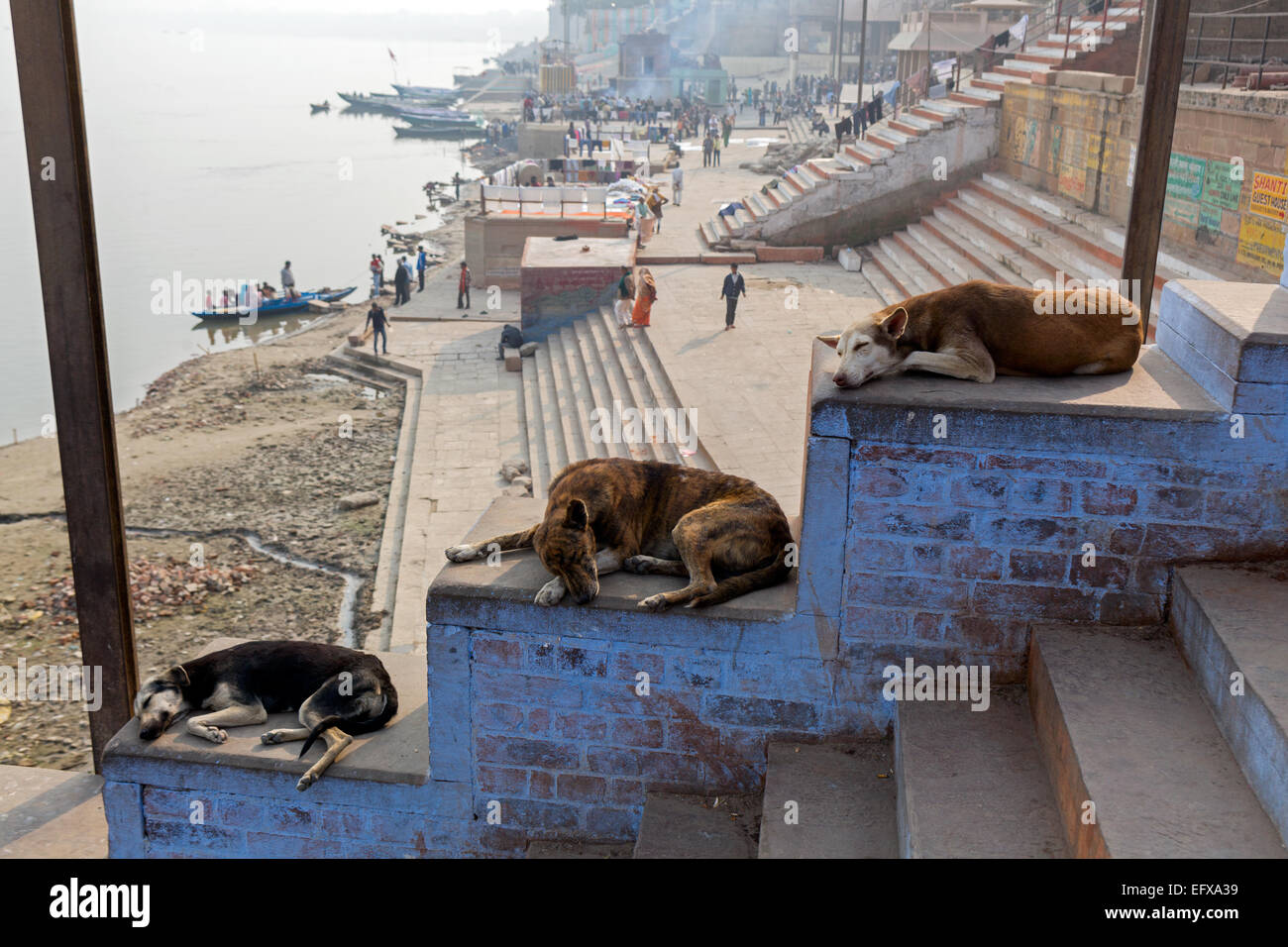 Drei Hunde auf der Treppe von Ghat am Ufer des Ganges in der Mittagshitze ruhen Stockfoto