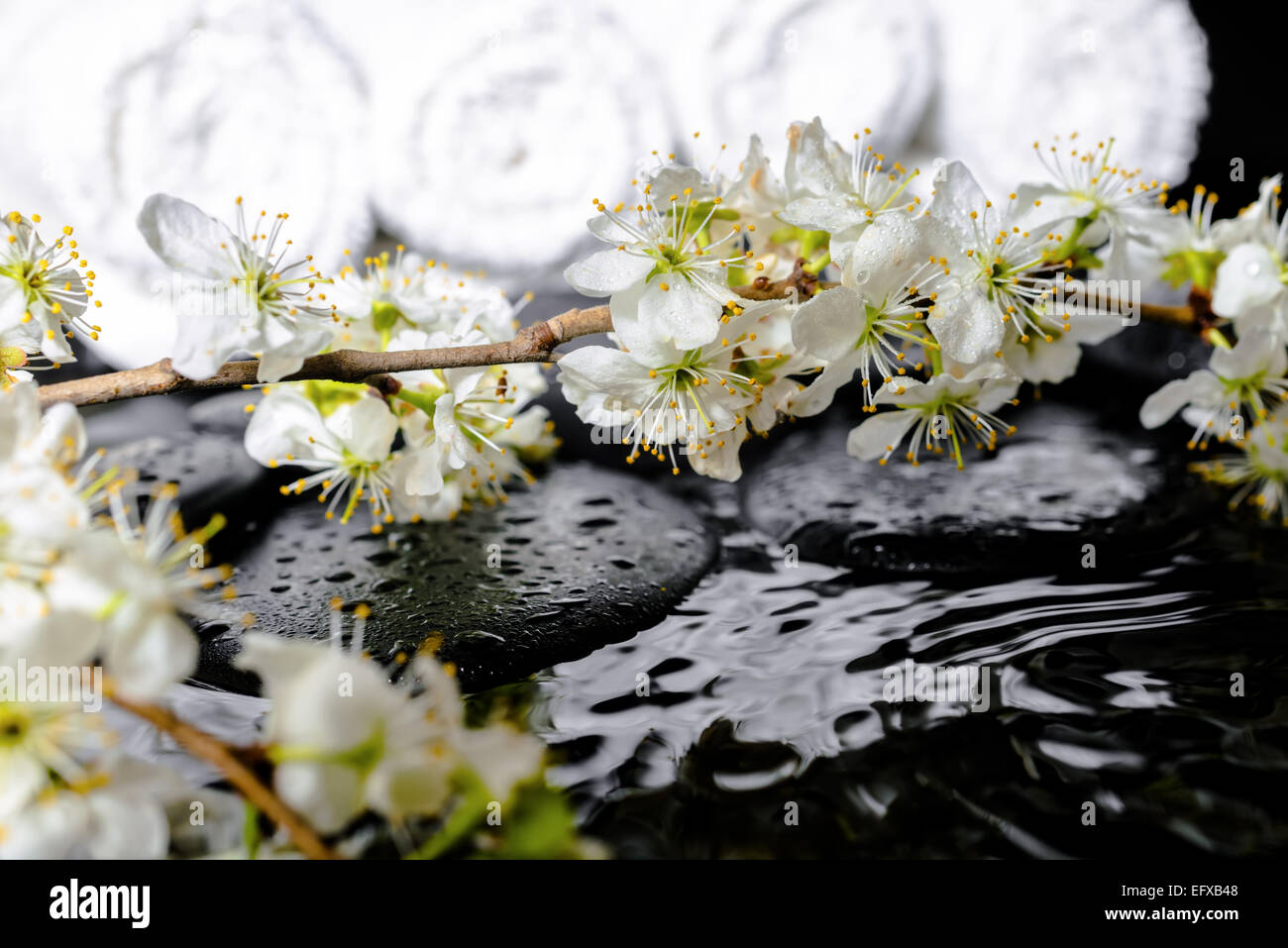 Spa-Hintergrund des Zen Steinen, blühenden Zweig Pflaume, weiße Handtücher mit Welligkeit Reflexion über Wasser, Nahaufnahme Stockfoto