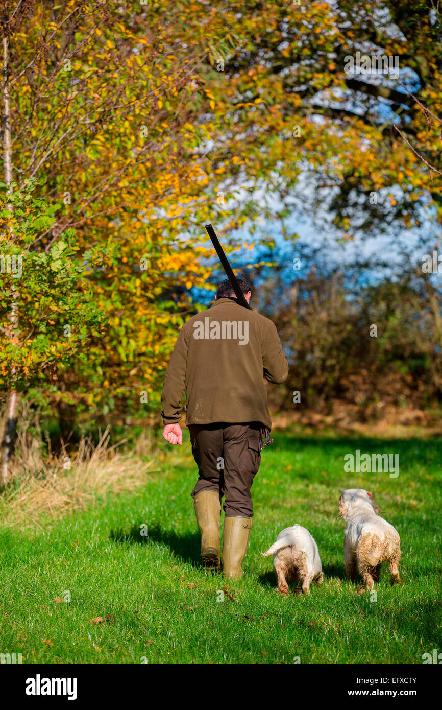 Mann mit Schrotflinte, Spiel in Wäldern mit clumber spaniel Gewehr Hunde, Oxfordshire, England Stockfoto