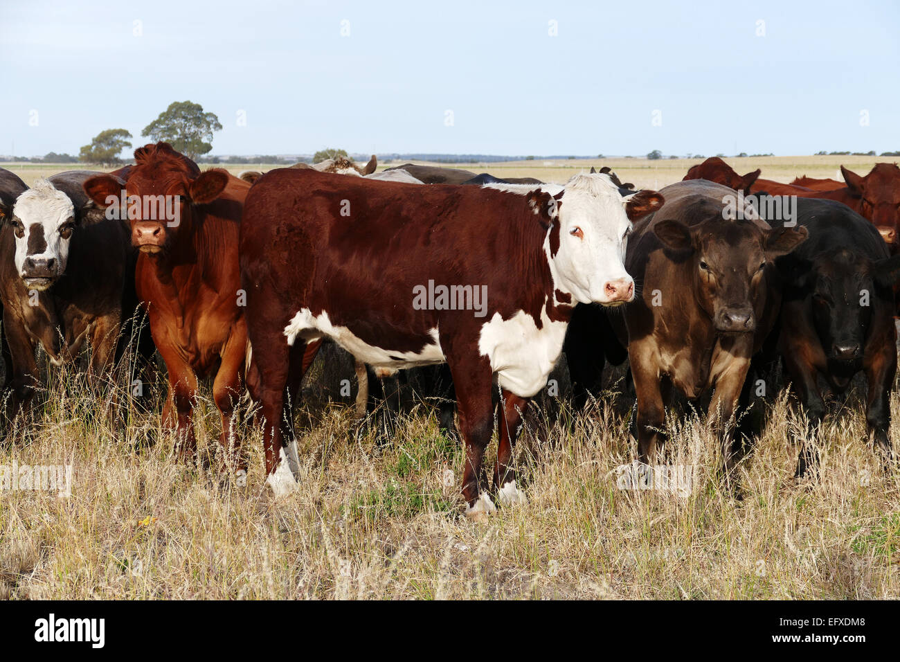 Australische Kühe Stockfoto
