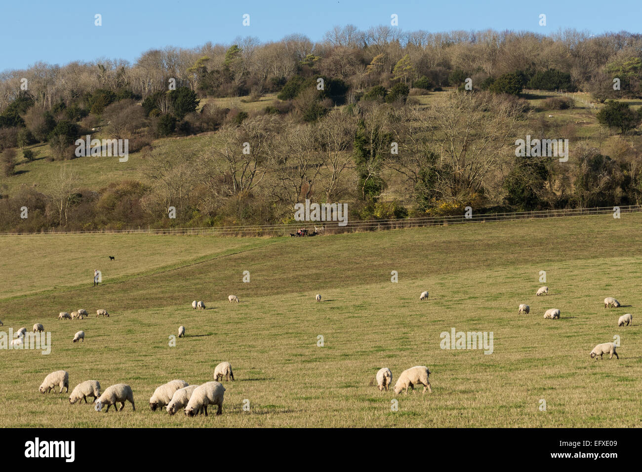 England, Sussex, Schafe im Feld im Herbst Stockfoto