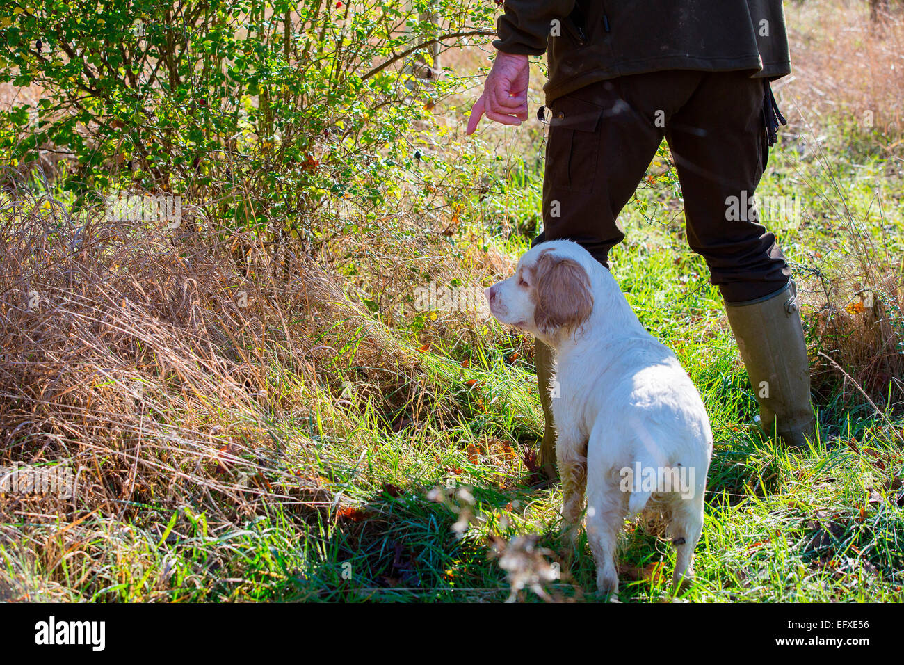 Mann mit Schrotflinte, Spiel im Wald die Signalisierung an clumber spaniel Gun Dog, Oxfordshire, England Stockfoto