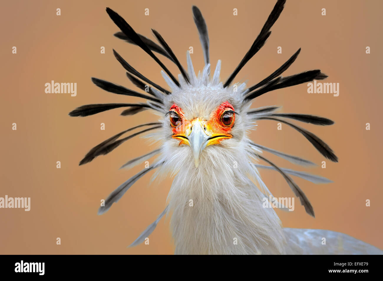 Vogel der Sekretär (Sagittarius Serpentarius) close-up Portrait mit schwarzen Kamm weit offen. Krüger-Nationalpark Stockfoto Vogel der Sekretär (Sagittarius Serpentarius) close-up Portrait mit schwarzen Kamm weit offen. Krüger-Nationalpark Stockfoto