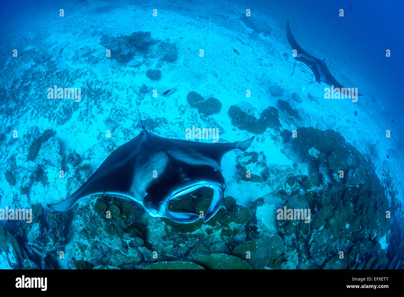 Manta Alfredi, Reefmanta am Mantapoint und Cleaning Station, Mudakan, Maa Kandu, Maradhoo, Addu Atoll, Malediven, Indischer Ozean Stockfoto