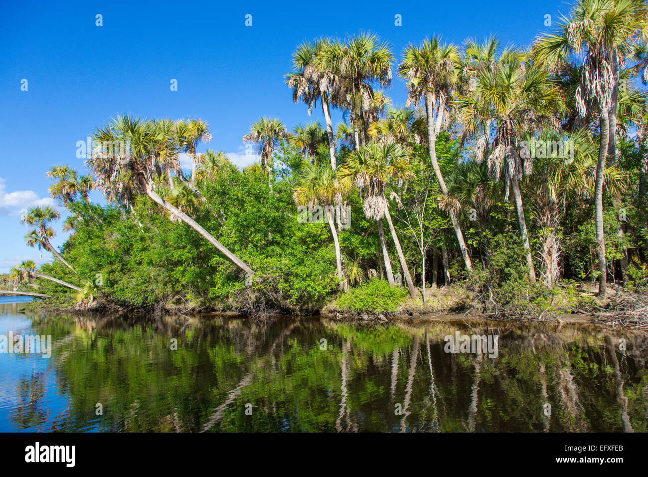 Tropische Dschungel wilde Myakka River in Sarasota County in Venice Florida Stockfoto